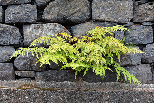 Stone wall with fern growing out of it, Madeira, Portugal