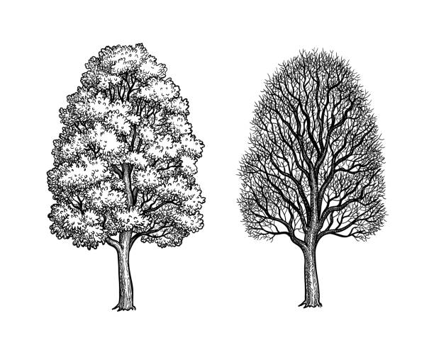 ilustraciones, imágenes clip art, dibujos animados e iconos de stock de los árboles de arce de invierno y verano. - arce ilustraciones
