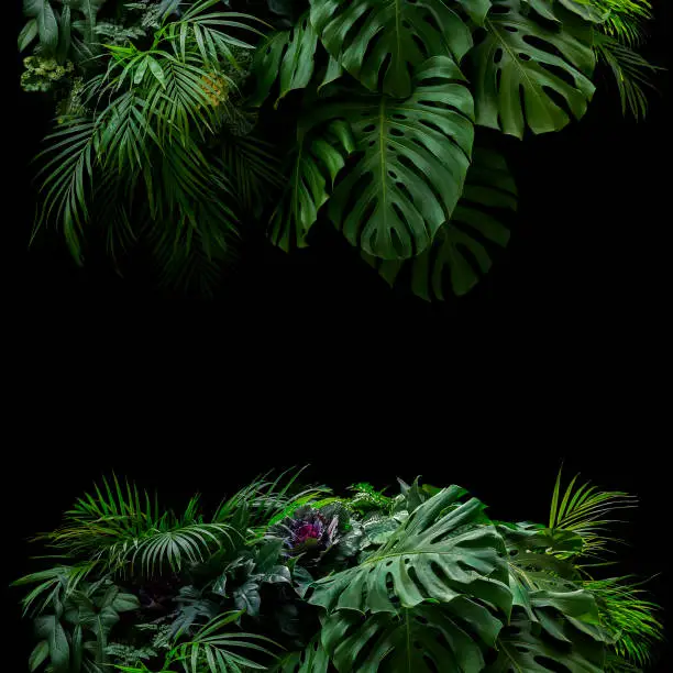 Photo of Tropical leaves foliage rainforest plants bush foral arrangement nature frame backdrop on black background.