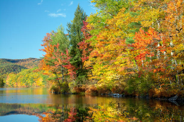 istock Virginia Lakes Foliage 1183608422