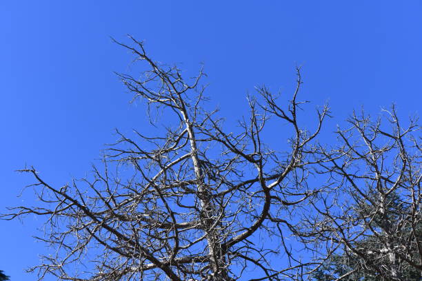 Dry tree branch in the blue sky.