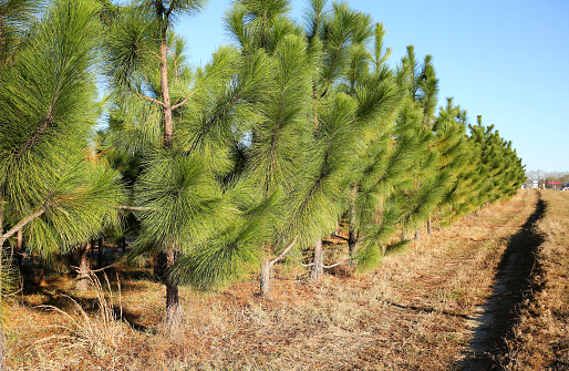 A grove of pine trees planted in a straight line so they grow straighter and taller as a result of direct competition for light.