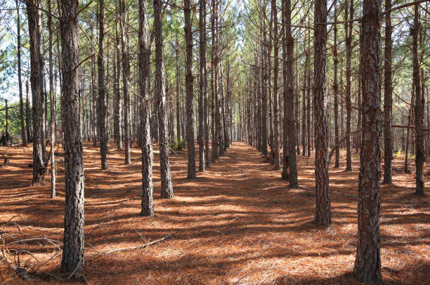 pini che crescono dritti - lumber industry forest tree pine foto e immagini stock