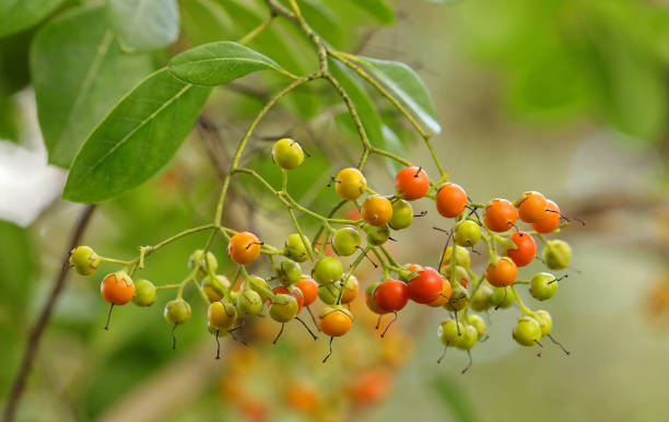 istock Red berries from the Bahama Strongbark tree 1183610341