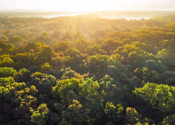 istock Fog covering autumn forest with trees already turning color. 1183612022