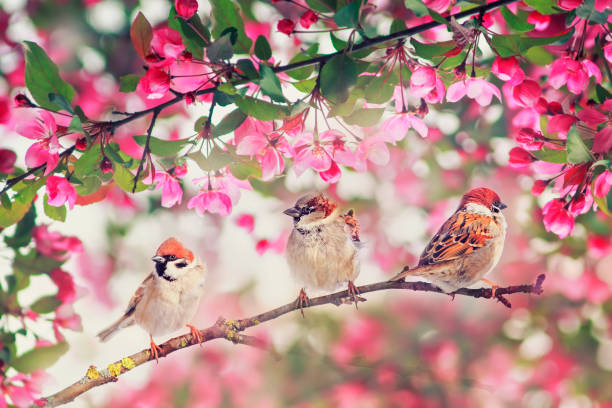 istock cute bird sparrows sitting on among pink blossoming Apple tree branches in may garden on Sunny day 1183613545