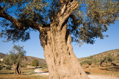 A very old olive tree grows on the outskirts of a Palestinian village in the northern West Bank.