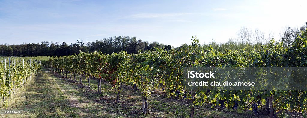 Vendanges. Image en couleur - Photo de Agriculture libre de droits