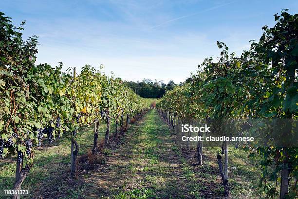 Vendemmia Immagine A Colori - Fotografie stock e altre immagini di Agricoltura - Agricoltura, Ambientazione esterna, Azienda vinicola