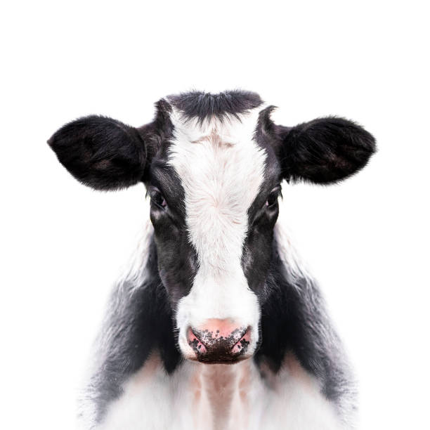 calf portrait isolated on white background calf portrait isolated on white background calf photos stock pictures, royalty-free photos & images