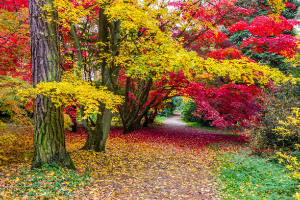 istock autumn in the park 1183615228