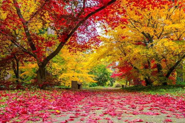 istock autumn in the park 1183615325