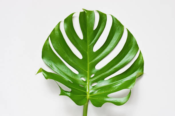 istock Tropical palm leaves, monstera.  Flat lay, top view 1183615697