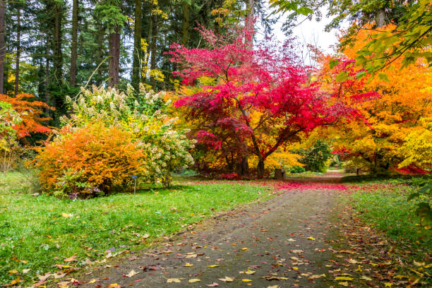 istock autumn in the park 1183615702