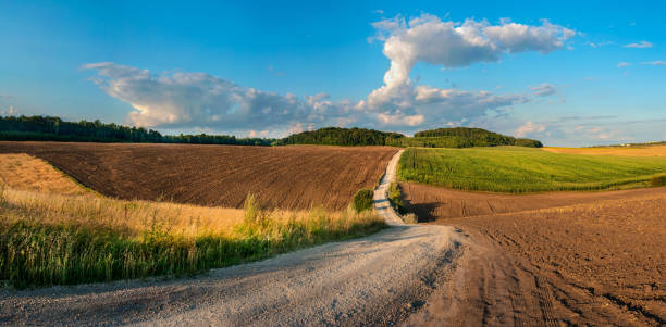 istock Farmer rural dirt road in wheat fields and harvest. An empty ground. Sunny day, clouds 1183617010