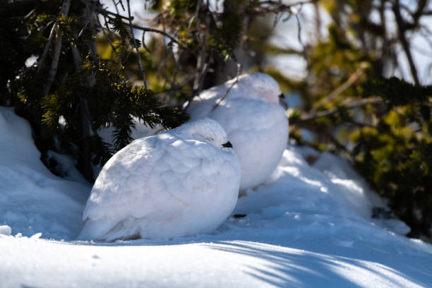istock White-tailed Ptarmigans in Beautiful White Plumage 1183617506