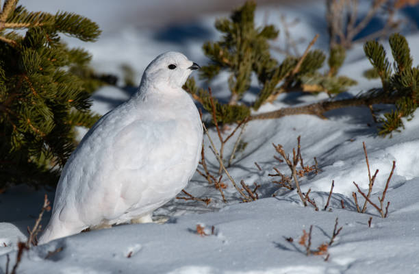 istock White-tailed Ptarmigan in Beautiful White Plumage 1183617508