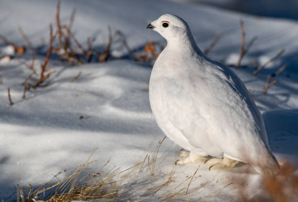 istock White-tailed Ptarmigan in Beautiful White Plumage 1183617689