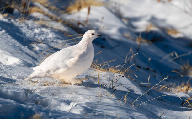 istock White-tailed Ptarmigan in Beautiful White Plumage 1183618364