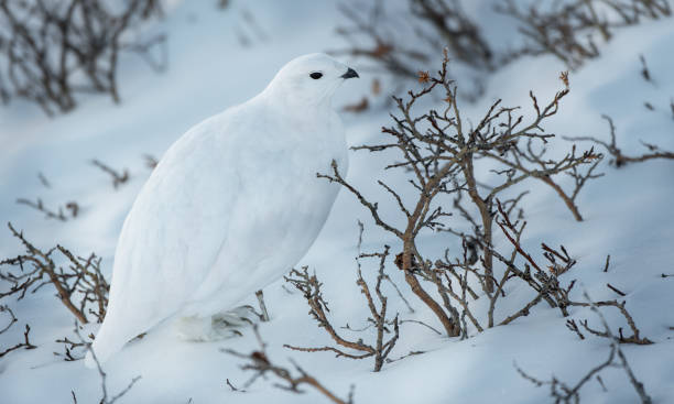 istock White-tailed Ptarmigan in Beautiful White Plumage 1183619029