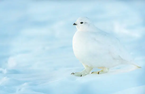 White-tailed Ptarmigan Camouflaged in the Snowy Mountains of Colorado