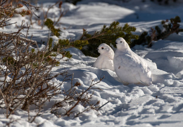 istock White-tailed Ptarmigan Pair in Beautiful White Plumage 1183619308