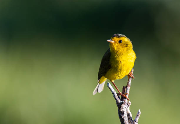 Bright Yellow Wilson's Warbler