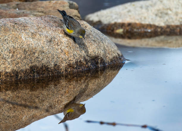 istock Yellow-rumped Warbler Self-Admiration 1183620018