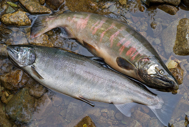 salmoni - fish catch of fish catching dead animal foto e immagini stock