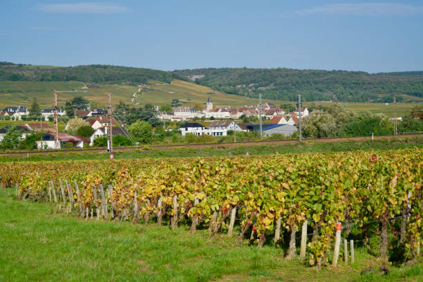 istock Vineyards in front of a village 1183621272