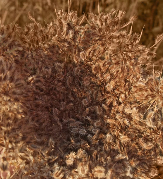 istock brown wild carrot detail 118362162