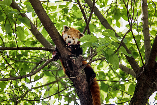 Red panda in a tree looking at the camera