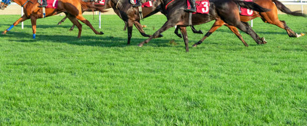 corridas de cavalos - british racing green - fotografias e filmes do acervo