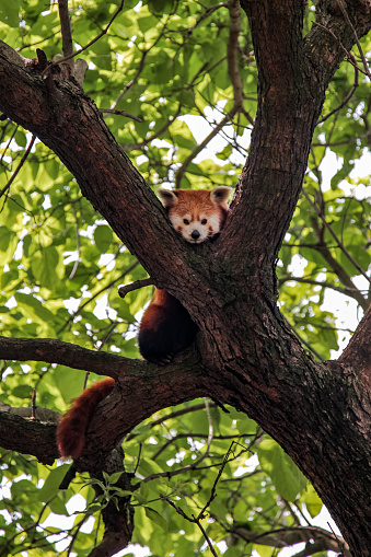 Little red panda, Ailurus fulgens