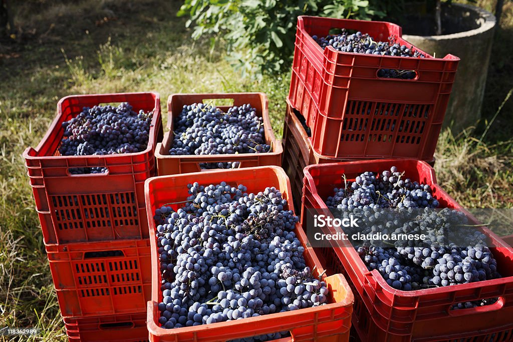 Cosecha de uvas. Imagen de Color - Foto de stock de Cajón para embalar libre de derechos