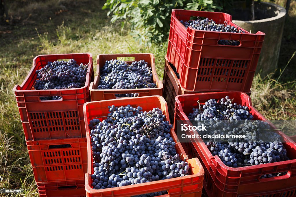 Uvas de colheita. Imagem a cores - Royalty-free Colheita Foto de stock