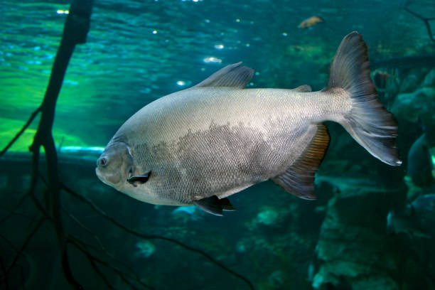 istock Tambaqui (Colossoma macropomum) or the giant pacu 1183630329