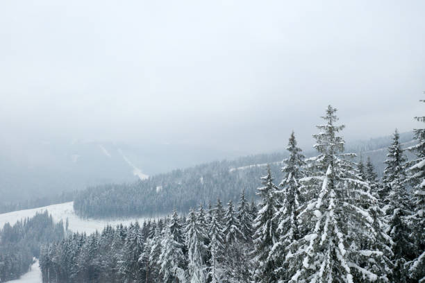 istock beautiful winter forest and the road 1183632057