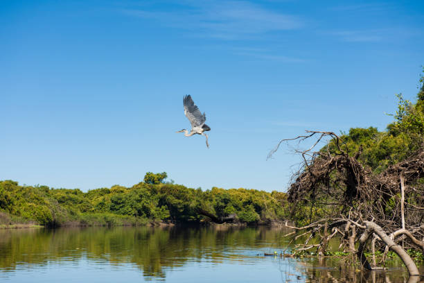 cicogna di maguari (c. maguari) nelle zone umide di pantanal - animal beak bird wading foto e immagini stock