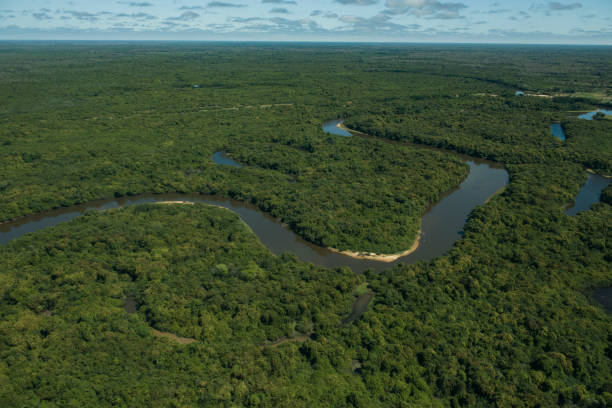 istock Rio Negro (Black River) in Pantanal Wetlands 1183633403