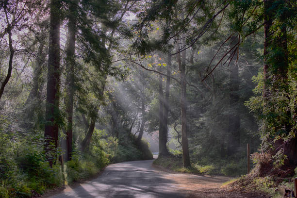 istock Forest Road to Pfeiffer Beach 1183633840