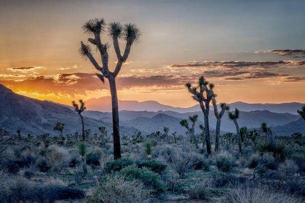 coucher du soleil d'arbres de joshua - mojave yucca photos et images de collection