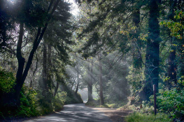 istock Forest Road to Pfeiffer Beach 1183634348