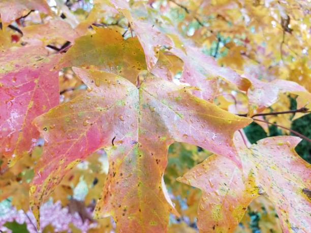 istock Large yellow maple leaf on tree with raindrops close-up 1183634928