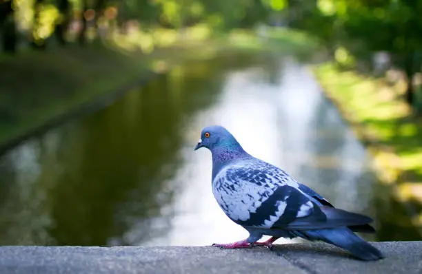 Photo of Portrait of Common Pigeon (lat. Columba livia). Riga City Canal on the background, blurred, beautiful bokeh