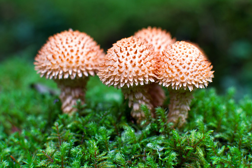 Shaggy scalycap (Pholiota squarrosa) mushroom is growing in the mossy forest