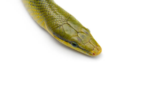 istock The red-tailed green ratsnake isolated on white background 1183638137
