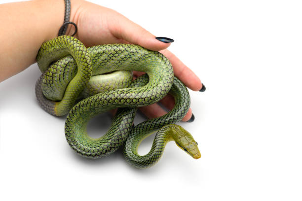 istock The red-tailed green ratsnake isolated on white background 1183638144