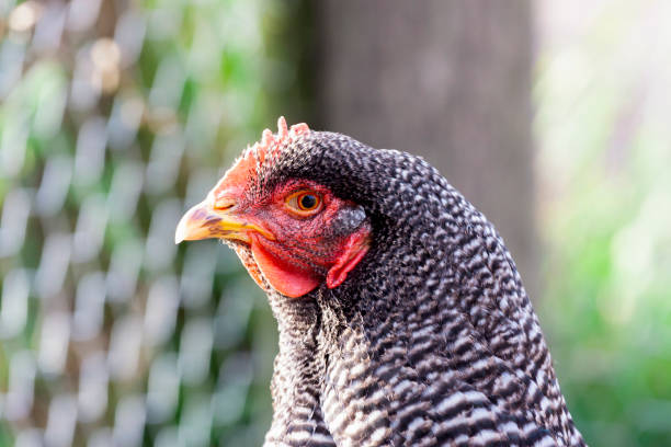 Closeup black and white spotted chicken, side view, background with copy space, horizontal composition