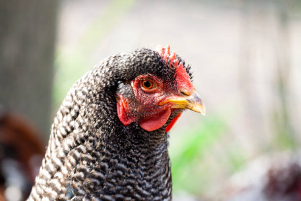 Closeup black and white spotted chicken, side view, background with copy space, horizontal composition
